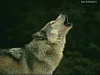 miniatura_animals_wolves003 copia